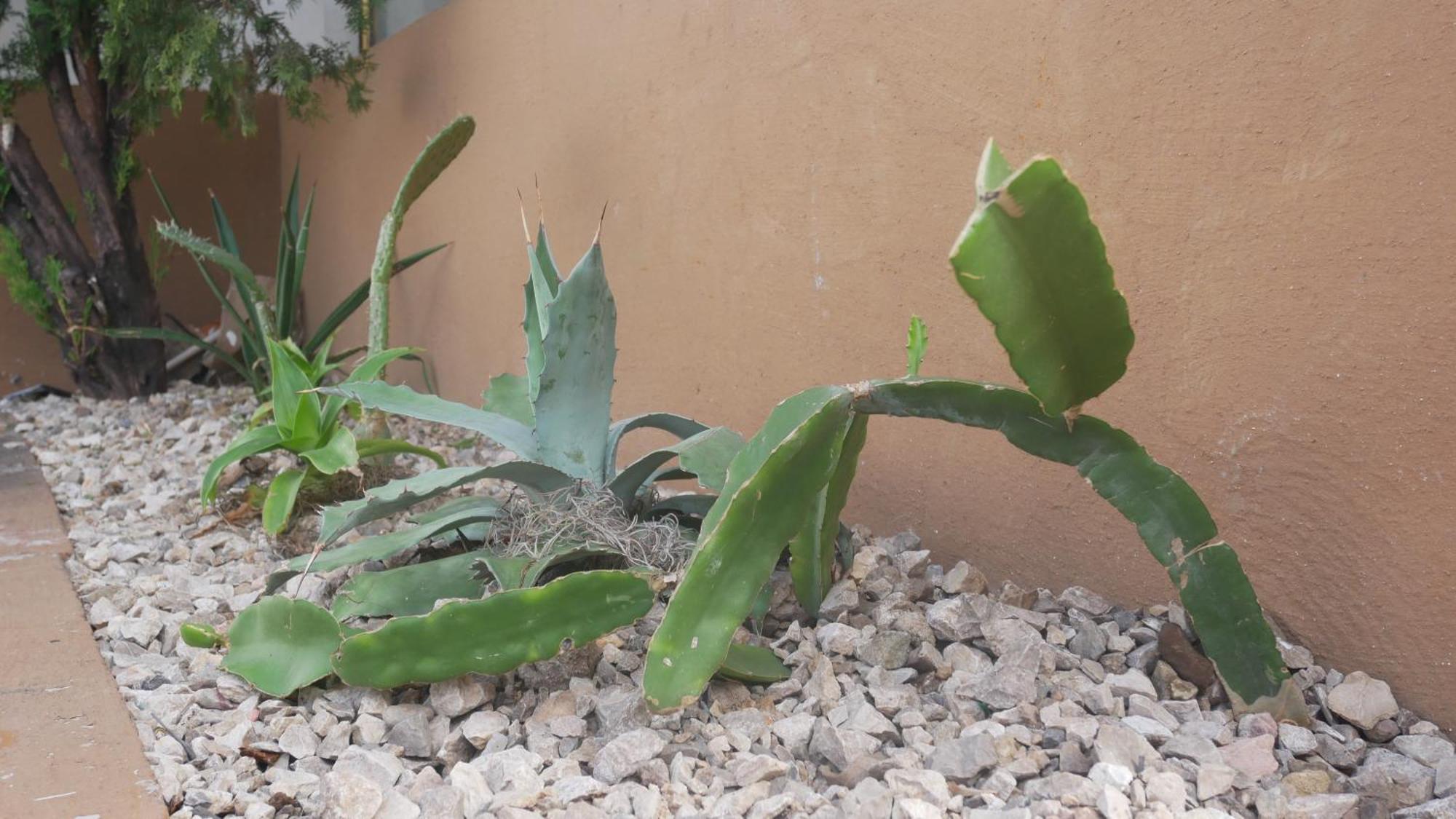 Casa El Mundo Pansiyon Oaxaca Dış mekan fotoğraf